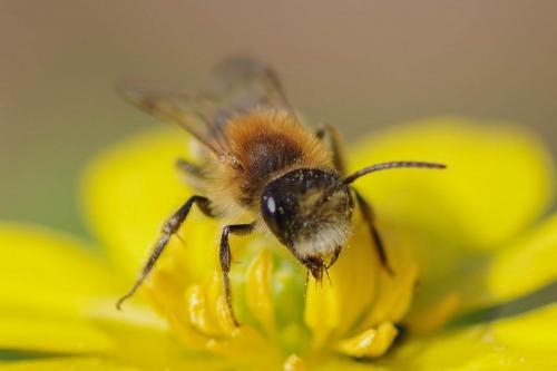 Andrena sp.